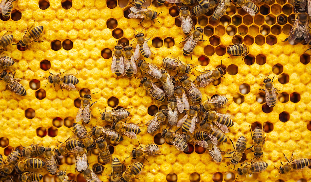 Running Your Business Like a Beehive: Embracing Agile Structures