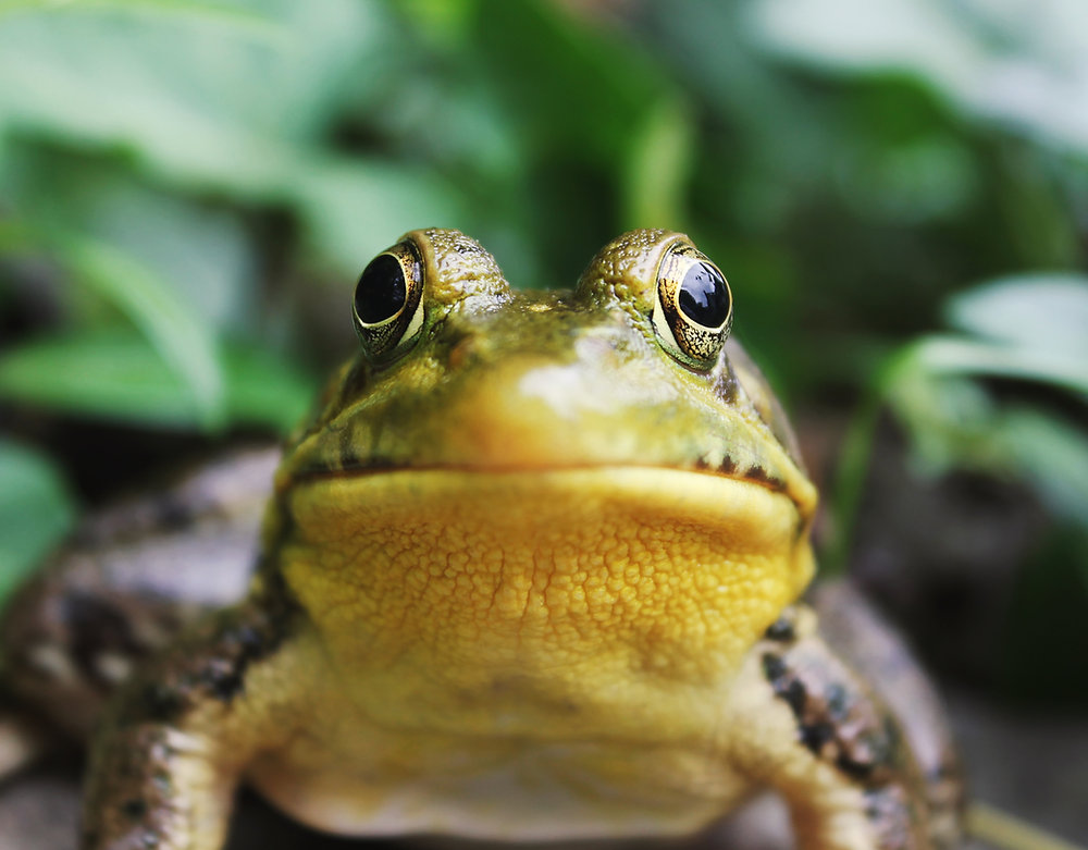 Scorpion vs Frog - The Case for Emotional Intelligence